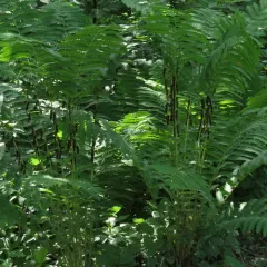 interrupted fern thumbnail 1