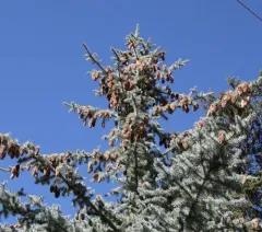blue spruce thumbnail 3