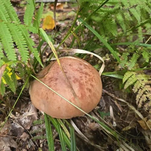 Lilac-brown bolete