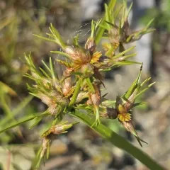 toothed flatsedge thumbnail 1