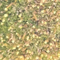 Matchstick Flapwort thumbnail 1