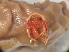 Stevens' Hermit Crab thumbnail 3