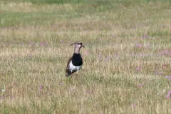 Southern Lapwing thumbnail 4