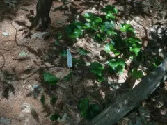 galax thumbnail 3