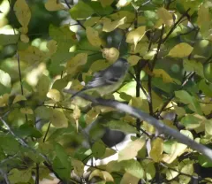 Plumbeous Vireo thumbnail 3