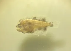Hogchoker thumbnail 2