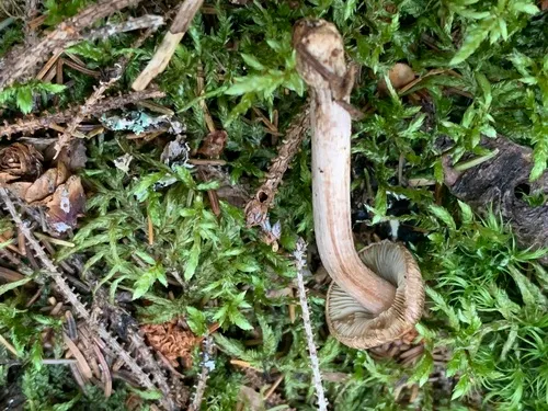 Inocybe maritimoides