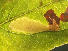 Appleleaf Trumpet Miner thumbnail 3