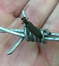 Toothed Click Beetle thumbnail 1