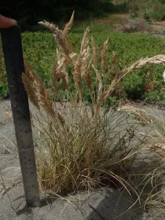 Largeflower Dune Bluegrass thumbnail 1