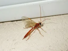 Cidaphus occidentalis thumbnail 2