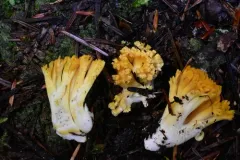 longspored orange coral thumbnail 2