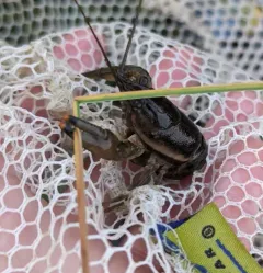 Ringed Crayfish thumbnail 3