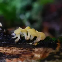 Hymenoscyphus sinicus thumbnail 2