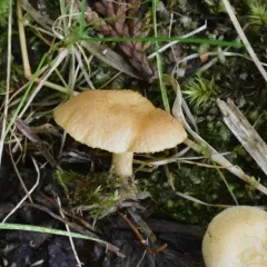 Lactarius alpinus thumbnail 4
