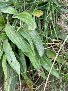 Podosphaera plantaginis thumbnail 4