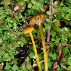 Cranberry Waxy Cap thumbnail 2