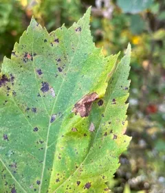 Maple Trumpet Skeletonizer Moth thumbnail 3