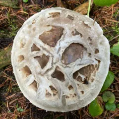 Catathelasma ventricosum thumbnail 3