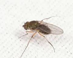 Brachydeutera longipes thumbnail 2
