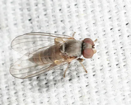 Platypeza taeniata