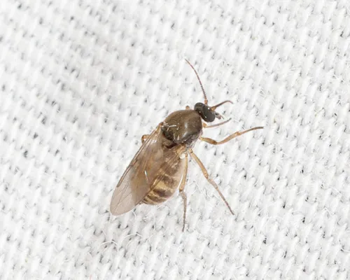 Atrichopogon fusculus