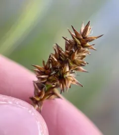 sheep sedge thumbnail 4
