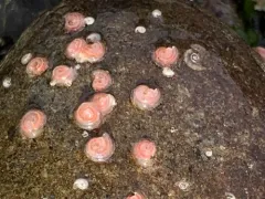 Paradexiospira vitrea thumbnail 3