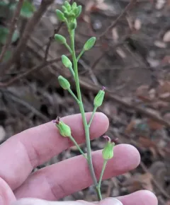Howell's jewelflower thumbnail 3