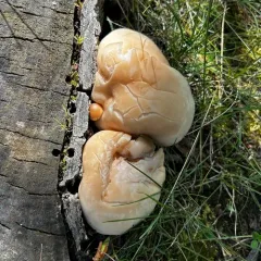 Beech Mushroom thumbnail 3