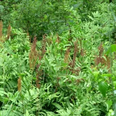 American Royal Fern thumbnail 1