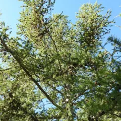 Siberian larch thumbnail 4