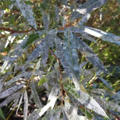 meadow willow thumbnail 4