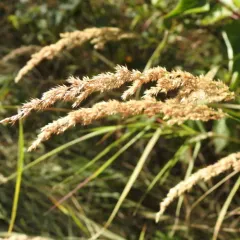 Slim-stem Small-reedgrass thumbnail 4