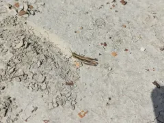 Obscure grasshopper thumbnail 2