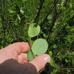 swamp birch thumbnail 2