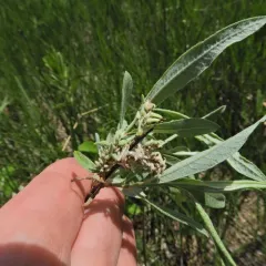 Sage-leaf willow thumbnail 2