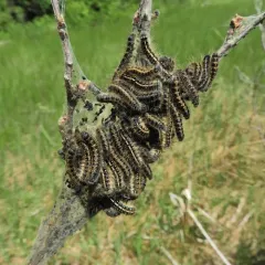 Western Tent Caterpillar Moth thumbnail 1