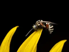 Sunflower Cuckoo Nomad Bee thumbnail 4