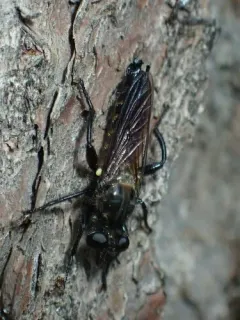 Laphria ferox thumbnail 2