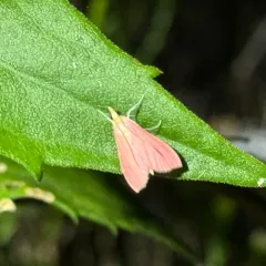 Inornate Pyrausta Moth thumbnail 2