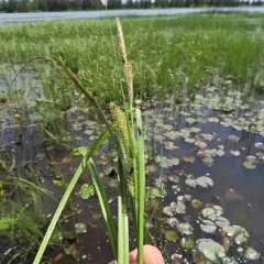 Northwest Territory sedge thumbnail 1