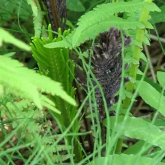 ostrich fern thumbnail 3