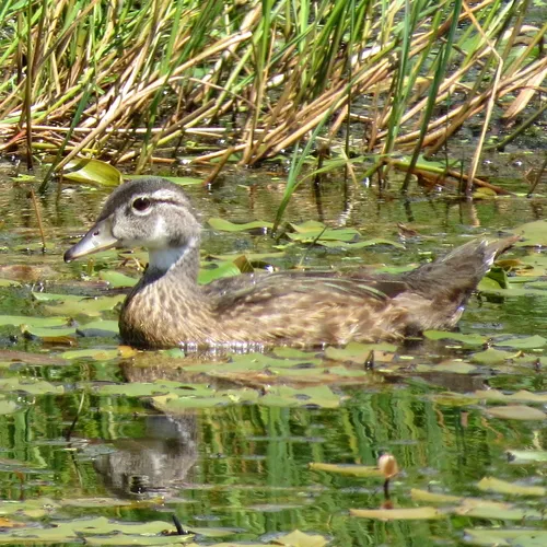 Wood Duck