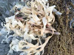 Mazzaella japonica thumbnail 4