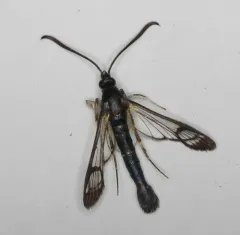 Dogwood Borer Moth thumbnail 3