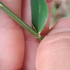 stout wood reed thumbnail 1