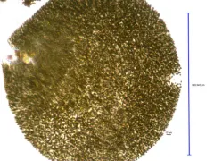 Microcystis flos-aquae thumbnail 4