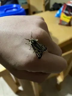 Steppe Tiger Moth thumbnail 4