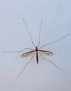 Tipula tricolor thumbnail 3